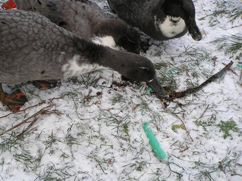 [Thumbnail for Ducks and worms.jpg]